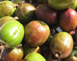 Sineguelas / Spanish Plum - Market Manila