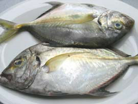 Talakitok / Trevally / Jack - Market Manila