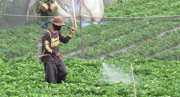 Market Manila - Insecticides on The Strawberry Fields of La Trinidad ...