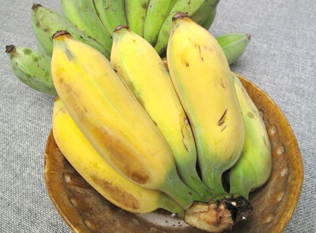 Market Manila Guinamos, Sibuyas at Lagtikan/LAGKITAN